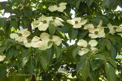 Cornus capitata